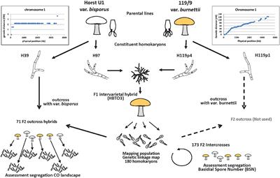 Mapping Recombination Landscape and Basidial Spore Number in the Button Mushroom Agaricus bisporus